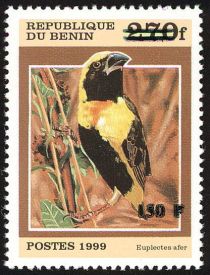 Yellow-crowned Bishop (Euplectes afer) - surcharge