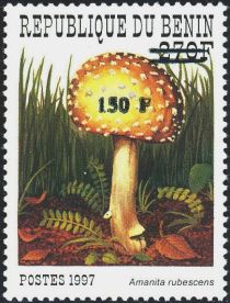 Amanita rubescens, overprint