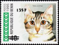 Tabby Shorthair (Felis silvestris catus), overprint