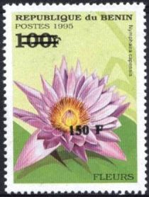 Nymphaea capensis, overprint