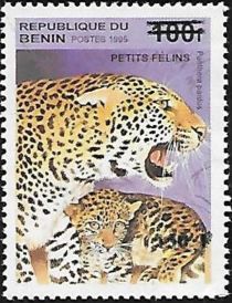 Panthera pardus, overprint