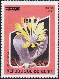 Lithops helmutti, overprint