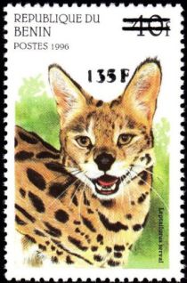 Leptailurus serval, overprint