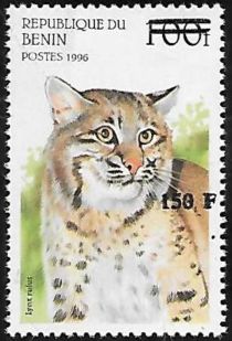 Lynx rufus, overprint