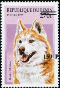 Siberian Husky (Canis lupus familiaris), overprint