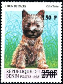 Cairn-Terrier (Canis lupus familiaris), overprint