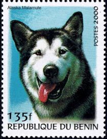 Alaskan Malamute (Canis lupus familiaris)