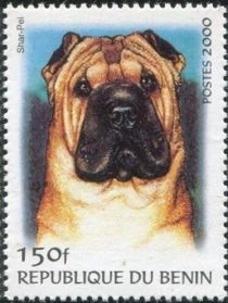 Shar-Pei (Canis lupus familiaris)