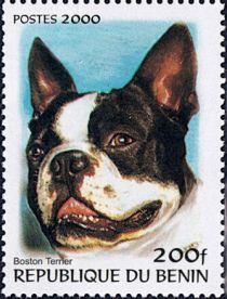 Boston Terrier (Canis lupus familiaris)