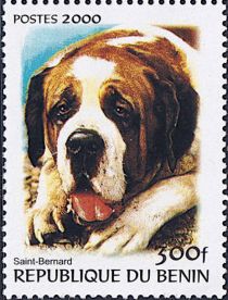 Saint Bernard Dog (Canis lupus familiaris)