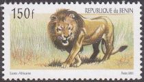 Lion (Panthera leo)