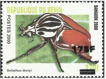 Goliath Beetle (Goliathus druryii) - surcharged