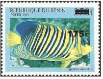 Regal Angelfish (Pygoplites diacanthus) - surcharged