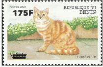 Red Striped Cat (Felis silvestris catus) - surcharged