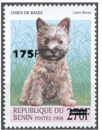 Cairn-Terrier (Canis lupus familiaris) - surcharged