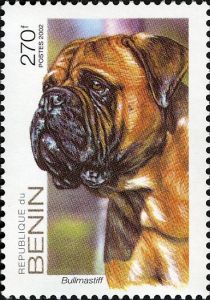 Dogs Bull Mastiff