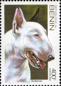 Dogs Bull Terrier