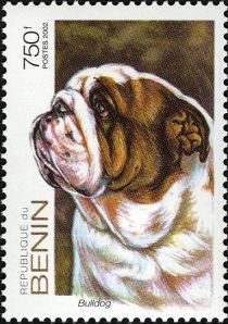 Dogs Bulldog