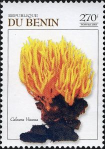 Mushrooms - Calocera viscosa