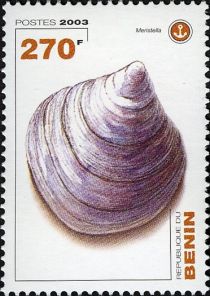 Shells - Meristella sp.