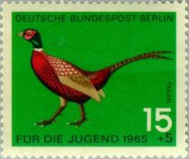 Common Pheasant (Phasianus colchicus)