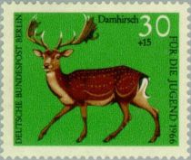 Common Fallow Deer (Dama dama)