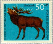 Red Deer (Cervus elaphus)