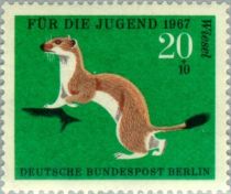 Stoat (Mustela erminea)