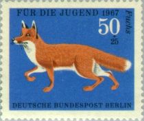 Red Fox (Vulpes vulpes)