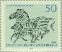 Plains Zebra (Equus quagga)