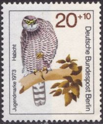 Northern Goshawk (Accipiter gentilis)