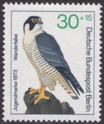 Peregrine Falcon (Falco peregrinus)