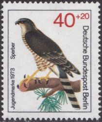 Sparrowhawk (Accipiter nisus)