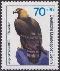 Golden Eagle (Aquila chrysaetos)