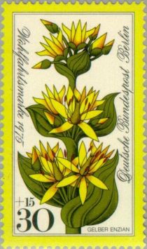 Yellow gentian