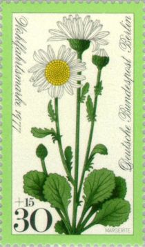 Oxeye daisy