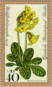 Oxlip (Primula elatior)