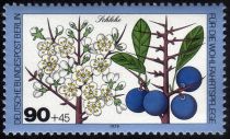 Blackthorn (Prunus spinosa)