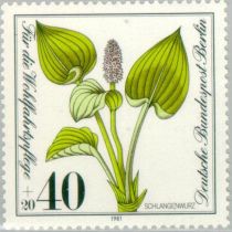 Common Bistort (Calla palustris)