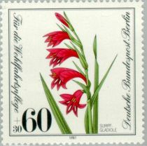 Marsh Gladiolus (Gladiolus palustris)