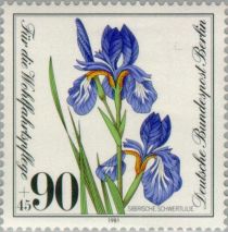 Siberian Iris