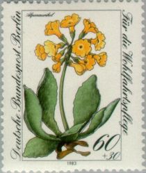 Primula auricula