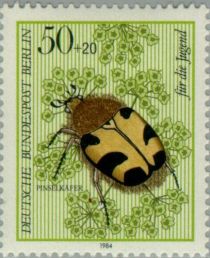 Bee Beetle (Trichius fasciatus), Parsnip (Pastinaca sativa)