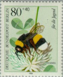 Buff-tailed Bumblebee (Bombus terrestris), White Clover (Tri