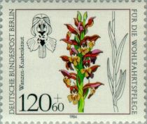 Anacamptis coriophora (syn.Orchis coriophora)