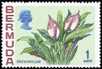 Spathiphyllum