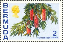 Bottlebrush