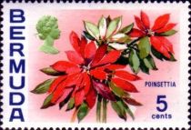 Poinsettia