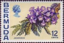 Jacaranda