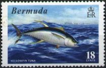 Yellowfin Tuna  (Thunnus albacares)